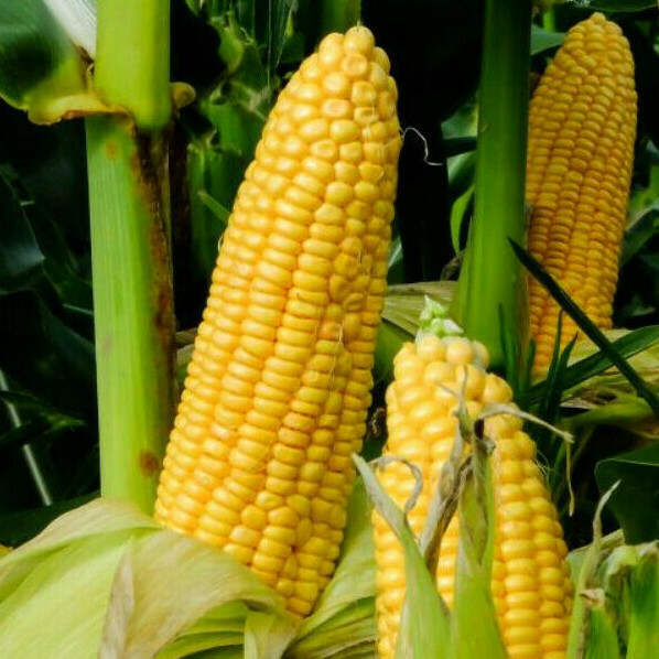 Honey Select Triple Sweet Corn Seeds | AAS Winner Untreated Yellow SY Seed 2024 gallery