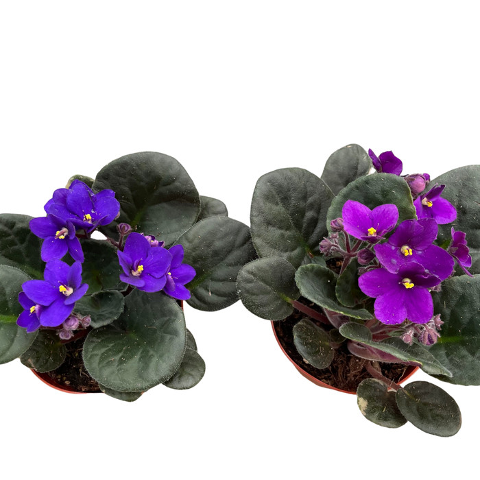 African Violet 4" Pot gallery