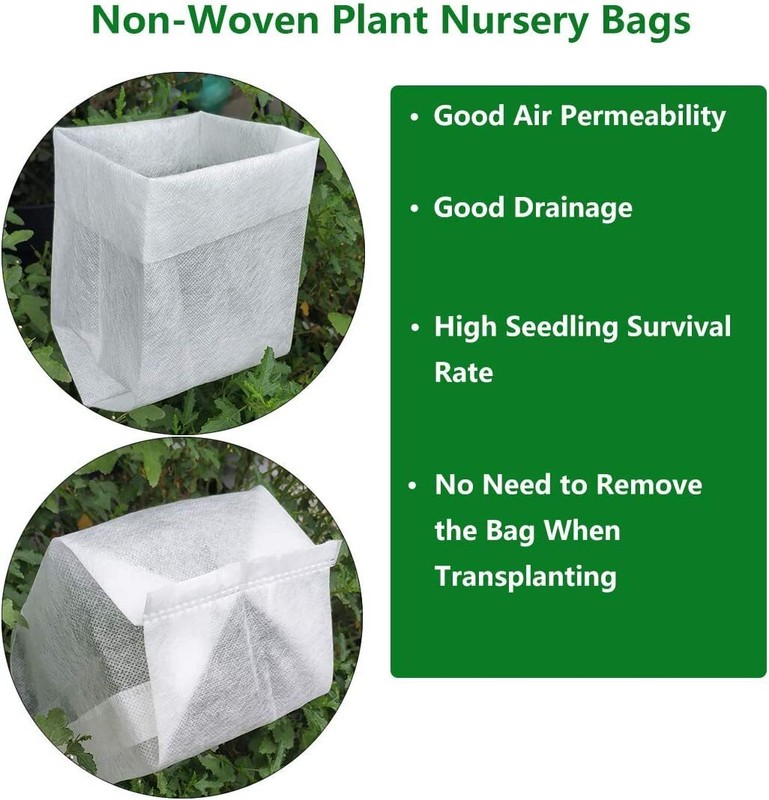 Emerald Green Arborvitae Tree ( Thuja ) - Live Plant - ( 2.5 QT ) gallery