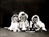 Ready For Bed - Cats Kittens Pajamas - 1914 - Animal Photo Poster gallery