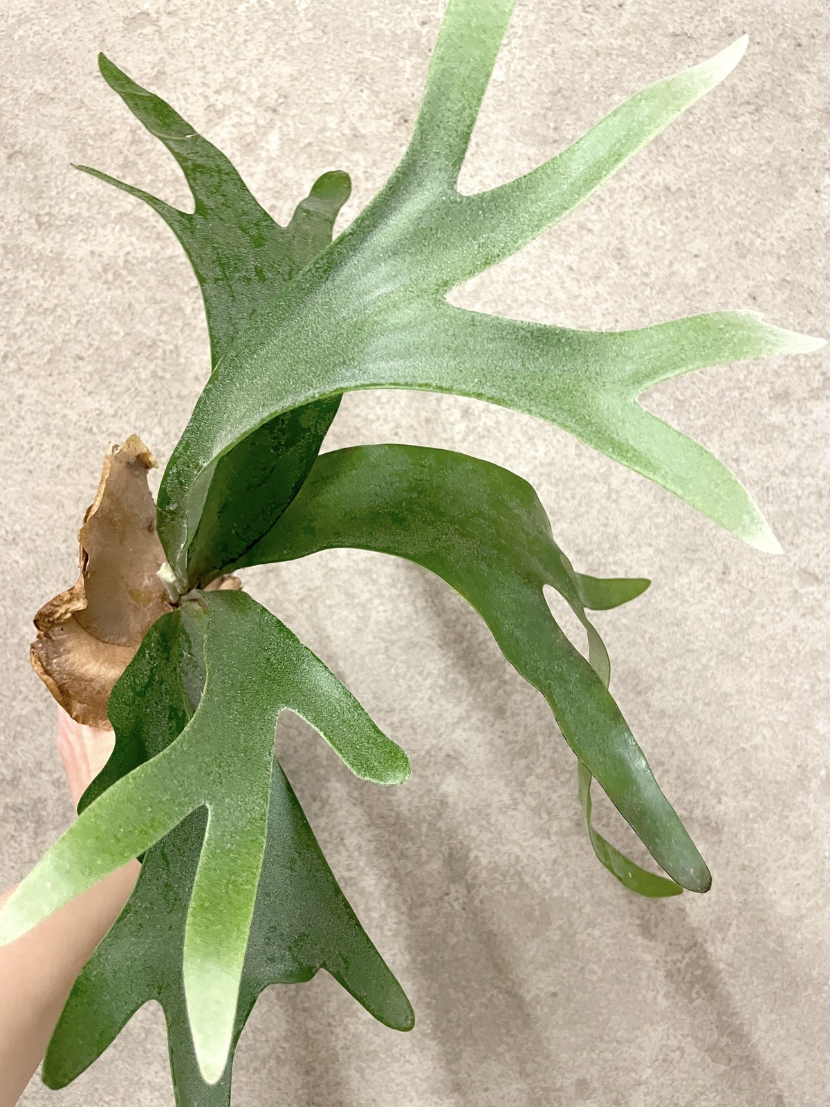 Platycerium Pegasus | SapphireChild Orchids gallery