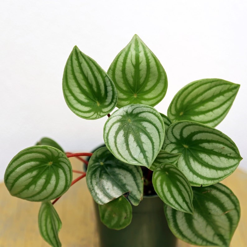 4 inch pot Peperomia Watermelon, Peperomia Argyreia, Small houseplant gallery