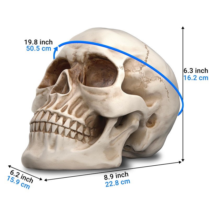READAEER Life Size Resin Skull, Large Size Adult Skull Head Model for Home Decor gallery