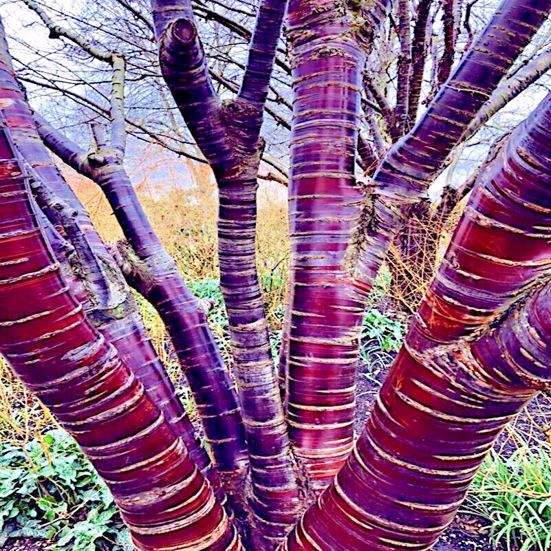 Tibetan Paper Birchbark Cherry Tree Seeds Prunus serrula Hardy Shiny Bark Plant gallery