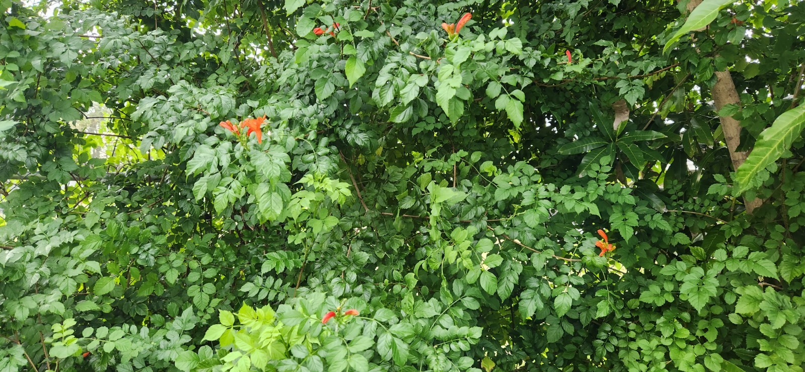 Rooted Cape HoneySuckle - Tecomaria Capensis attracts Butterflies Hummingbirds gallery
