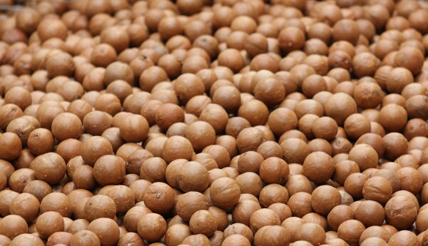 In Shell Macadamia Nuts Fresh from Hawaii (51 pounds)