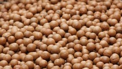 In Shell Macadamia Nuts Fresh from Hawaii (51 pounds)