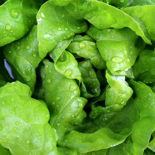 Bibb Lettuce Seeds | Butterhead Type | Non-GMO | Free Shipping | Seed Store 1103 gallery