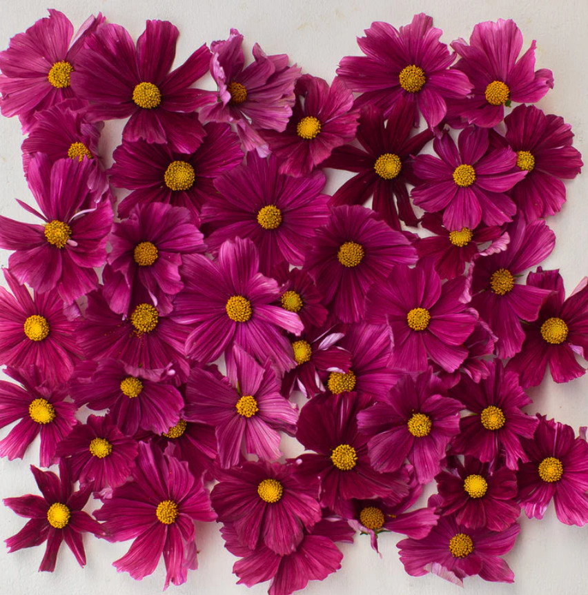 Cosmos RUBENZA Unique Ruby Color Pollinators Dwarf Butterflies Non-GMO 100 Seeds gallery
