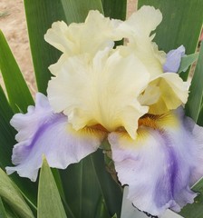 2 Tall Bearded Iris Easter Candy