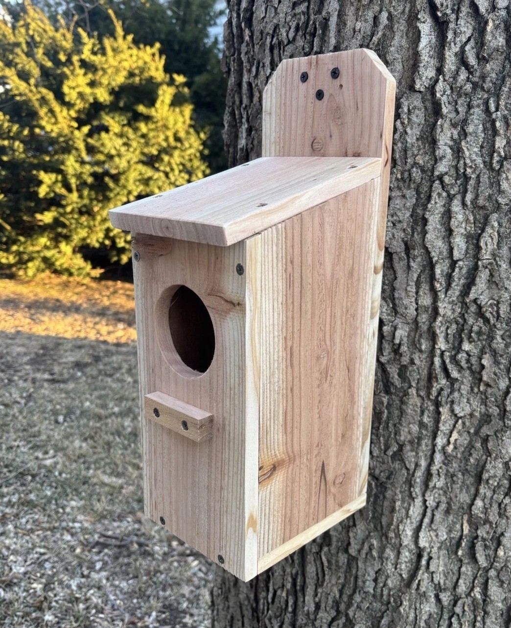 Large Cedar Owl Nesting Box House Screech Saw Whet Owl For Tree Fully Installed gallery