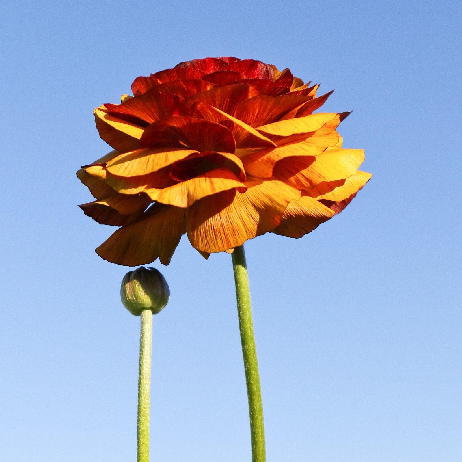 Ranunculus Buttercup Café 10 Flower Bulbs - Spring Multicolor Blooms in Sun gallery