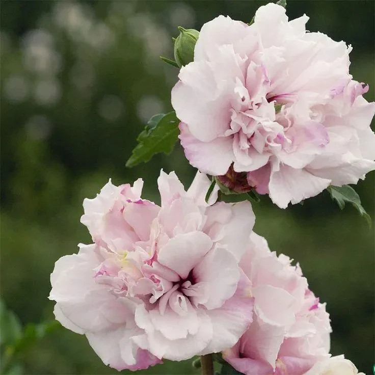 Althea (Hibiscus Syriacus) | 2 Bare-roots gallery