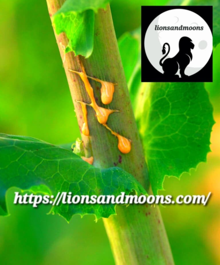 Wild Lettuce Lactuca virosa Seeds Bulk Medicinal Homegrown Herbalist Ships Fre gallery