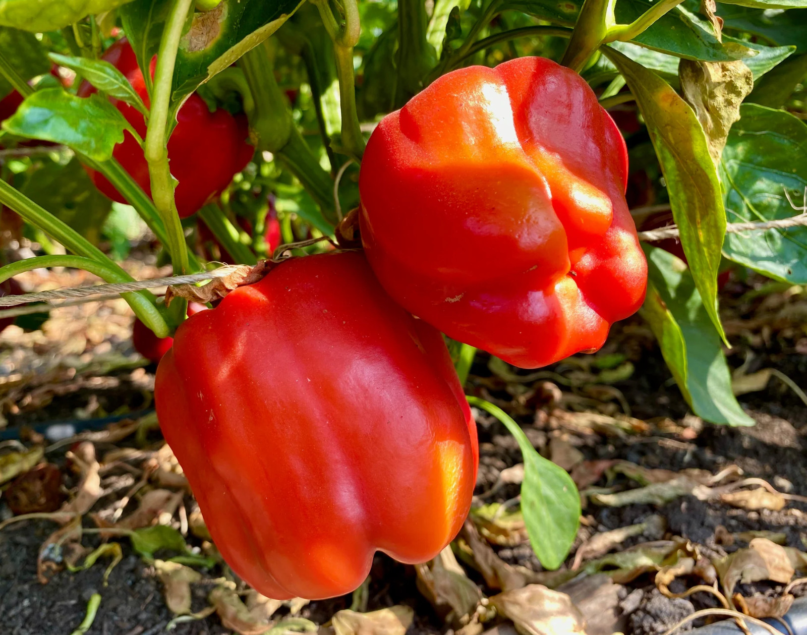 50+ Giant Keystone Resistant - Sweet - Heirloom - Organic -- NON GMO ----- FRESH gallery
