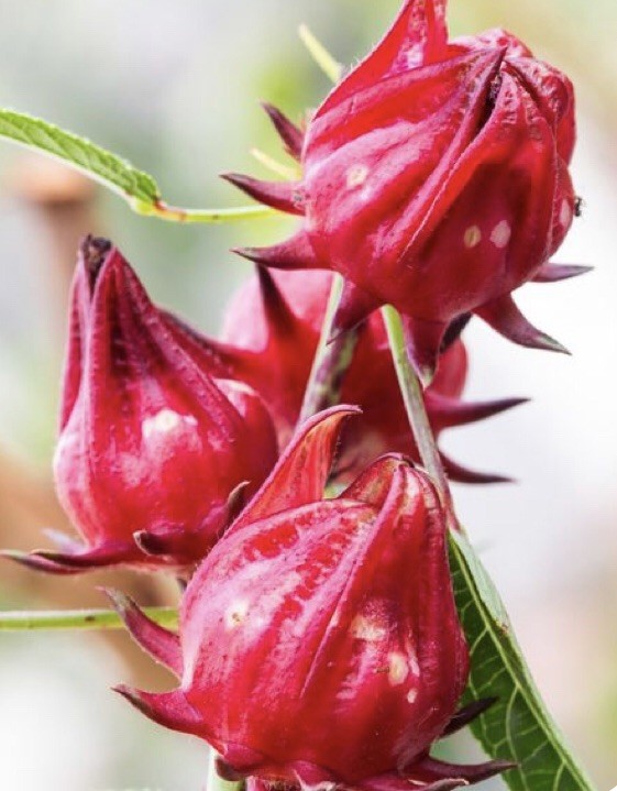 30 Plus Roselle Hibiscus Seeds-Non GMO-Asian Sour Leaf gallery