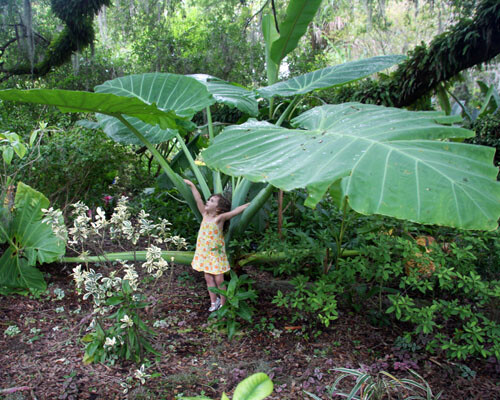 **THAILAND GIANT** Elephant Ear Colocasia Esculenta Starter Plant**USA Seller** gallery