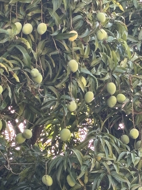 $100 $200+ Grafted Mango Tree FORGETABOUTIT Polyembryonic Clone 2 Yrs To Fruit gallery