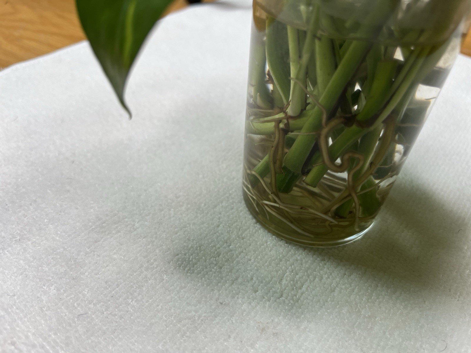 Golden Variated Pothos Epipremnum Aureum CUTTING gallery