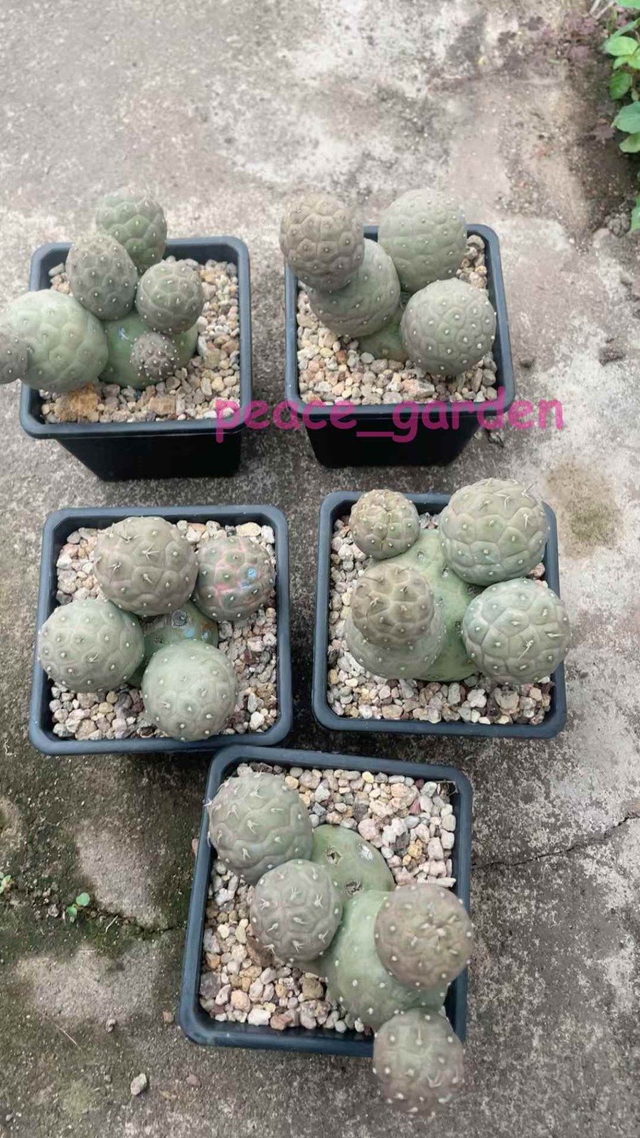 Multi heads Tephrocactus geometricus Beautiful succulent cactus plants 5heads gallery