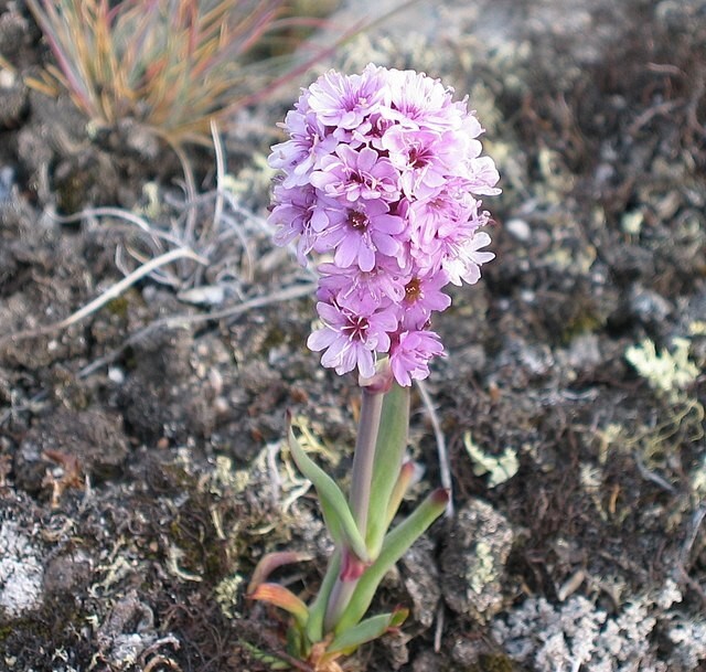 Viscaria alpina | Alpine Catchfly | 25 Seeds gallery