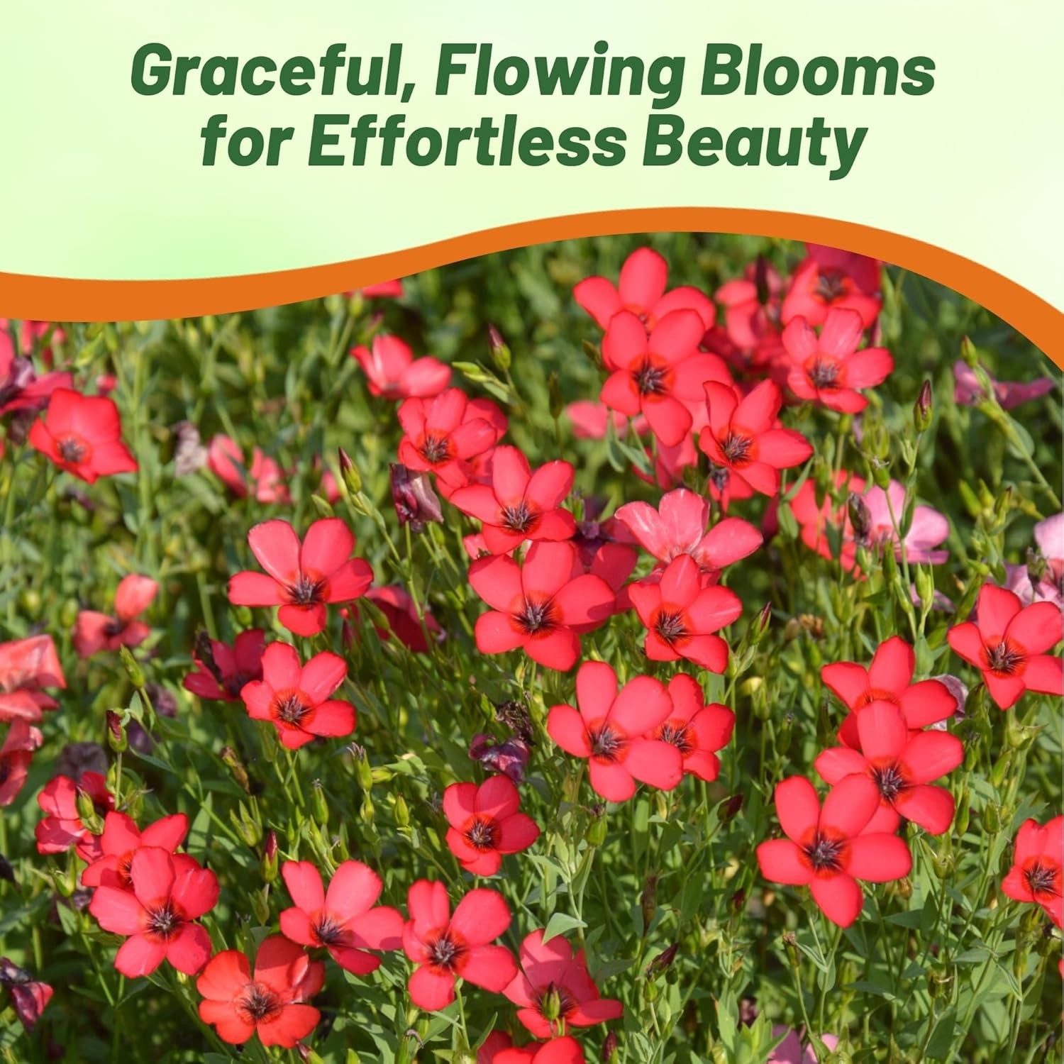 5 LBS Drought Tolerant Linum Rubrum Scarlet Flax Wildflower Seed gallery