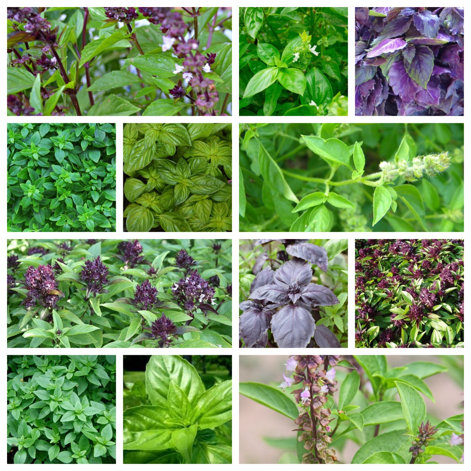 Basil Seeds Collection, NON-GMO, 12 Different Varieties, Heirloom, FREE SHIPPING gallery