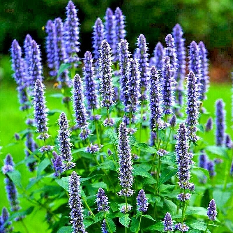 200+ KOREAN MINT SEEDS SPRING PERENNIAL HERB MOSQUITO INSECT REPELLENT HARDY USA gallery