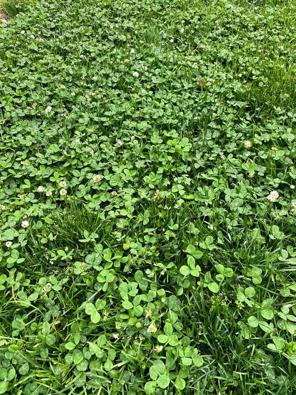 🍀RARE REAL 4 Leaf Clover 🍀 Hand picked - GREAT Gift - LUCKY 🤩 gallery