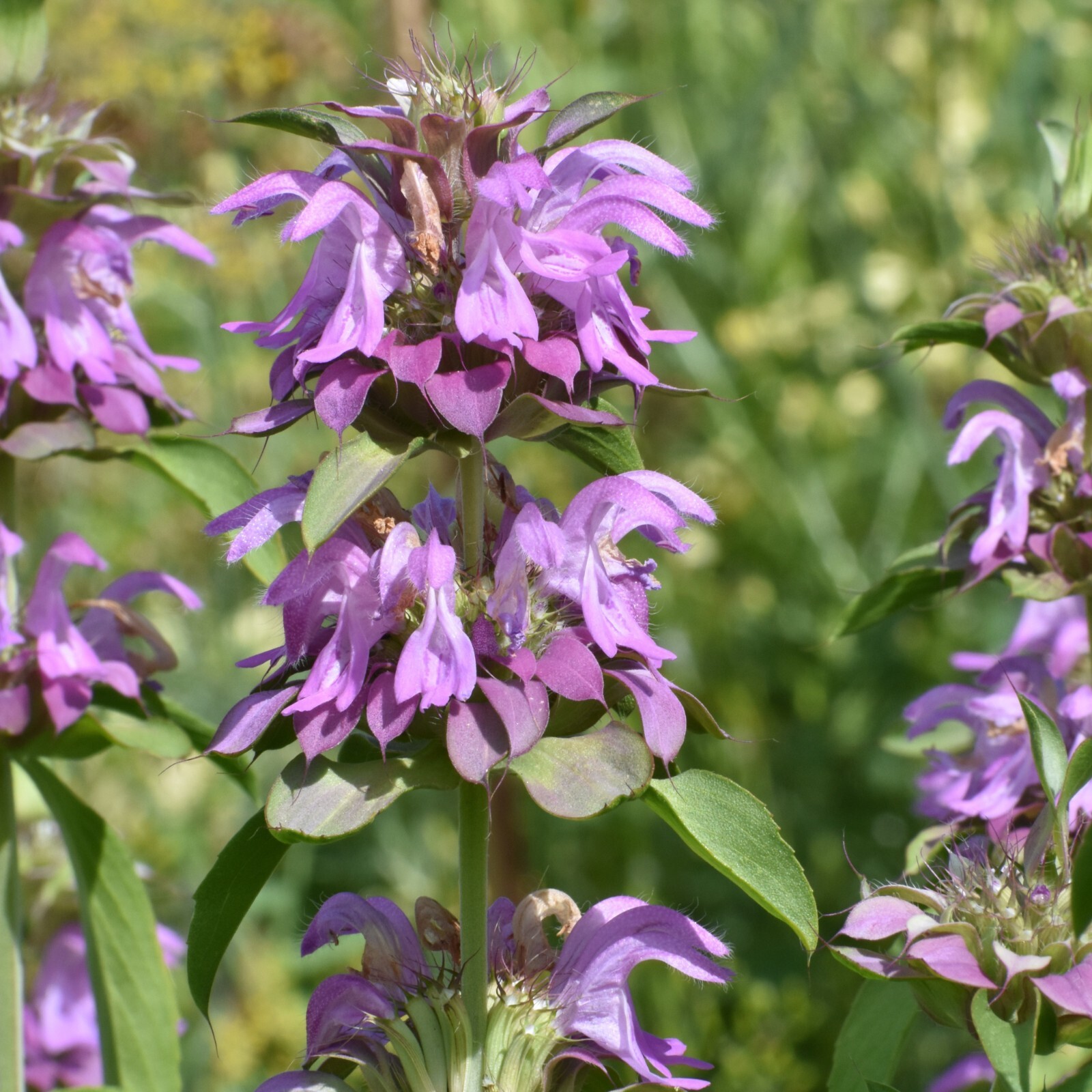 Lemon Mint Seeds, Monarda Citriodora, Non-GMO, Attracts Bees, Free Shipping gallery