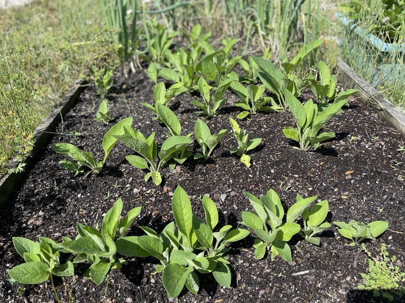 Russian Comfrey Bocking #14, (5) matured Root Cuttings or 1 Established plant gallery