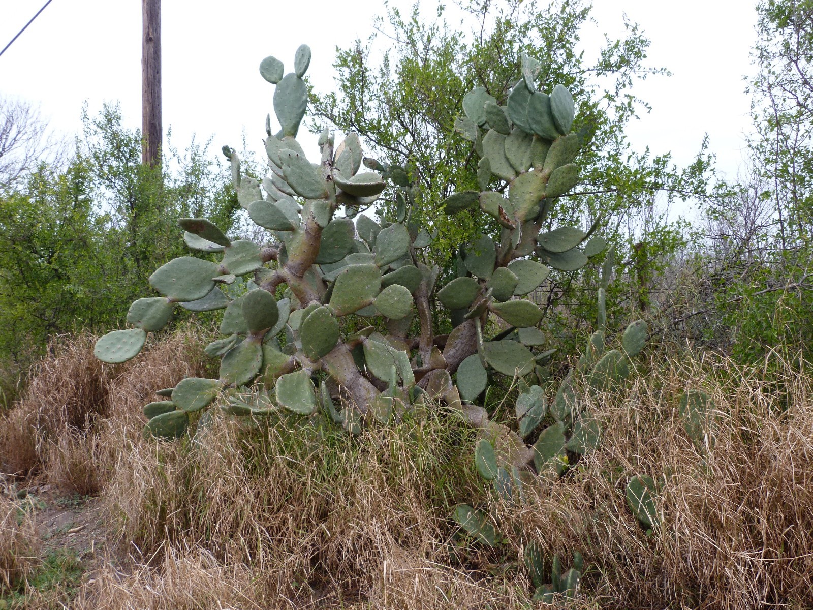 Nopal prickly pear cactus 'Tuna roja' Opuntia Ficus-Indica ~Eagle Pass TX~ gallery