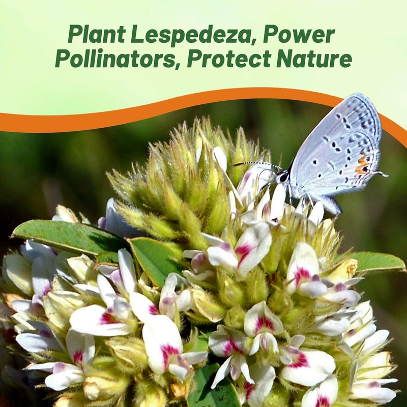 2000 Seeds Drought Resistant Lespedeza Capitata Round Headed Bush Clover gallery