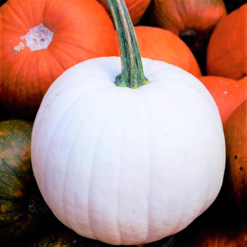 Casper White Pumpkin Seeds | Ghost Queen Lumina Polar Bear Pumpkins Seed 2024 gallery