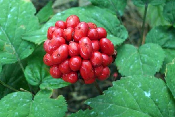 Ginseng Rootlets, Grow Your Own Wild Ginseng Seed from Root Stock!(10 Big Roots) gallery