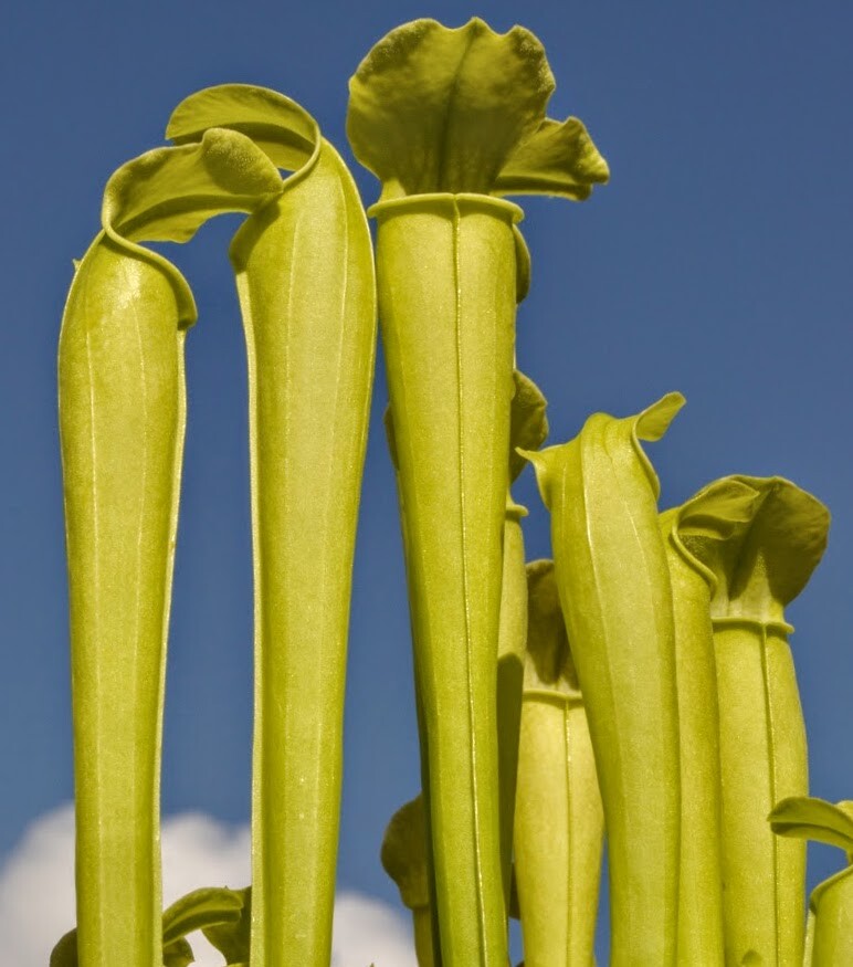 CARNIVOROUS PITCHER PLANT:Sarracenia rubra ssp. gulfensis "antho-free" SMALL gallery