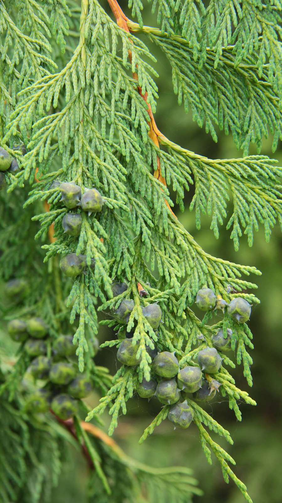 Cupressus nootkatensis 'Glauca Pendula' - Alaskan Cedar *Live Plant gallery