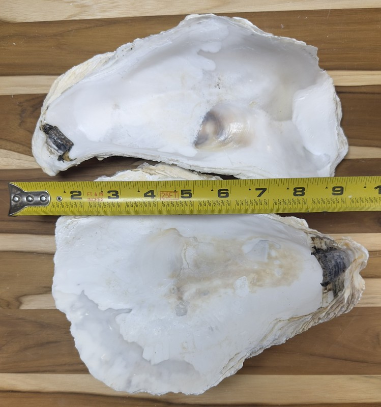 6 Oyster Shells Cup Side 7-9” Bulk Clean No Smell Art Jewelry Dish gallery