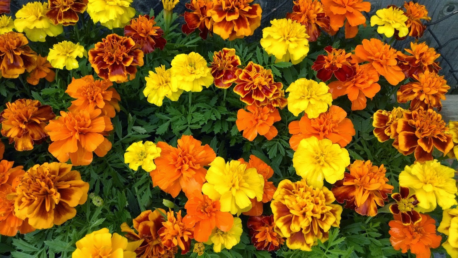 French Marigold Sparky Mix, Beautiful Colors, Garden Pest Deterrent, FREE SHIP gallery