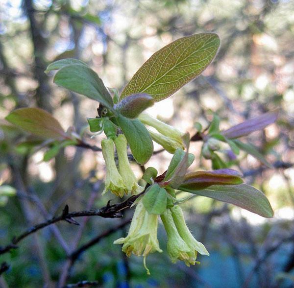 Lonicera caerulea var. edulis | Fly or Blue Honeysuckle | 10 Seeds gallery