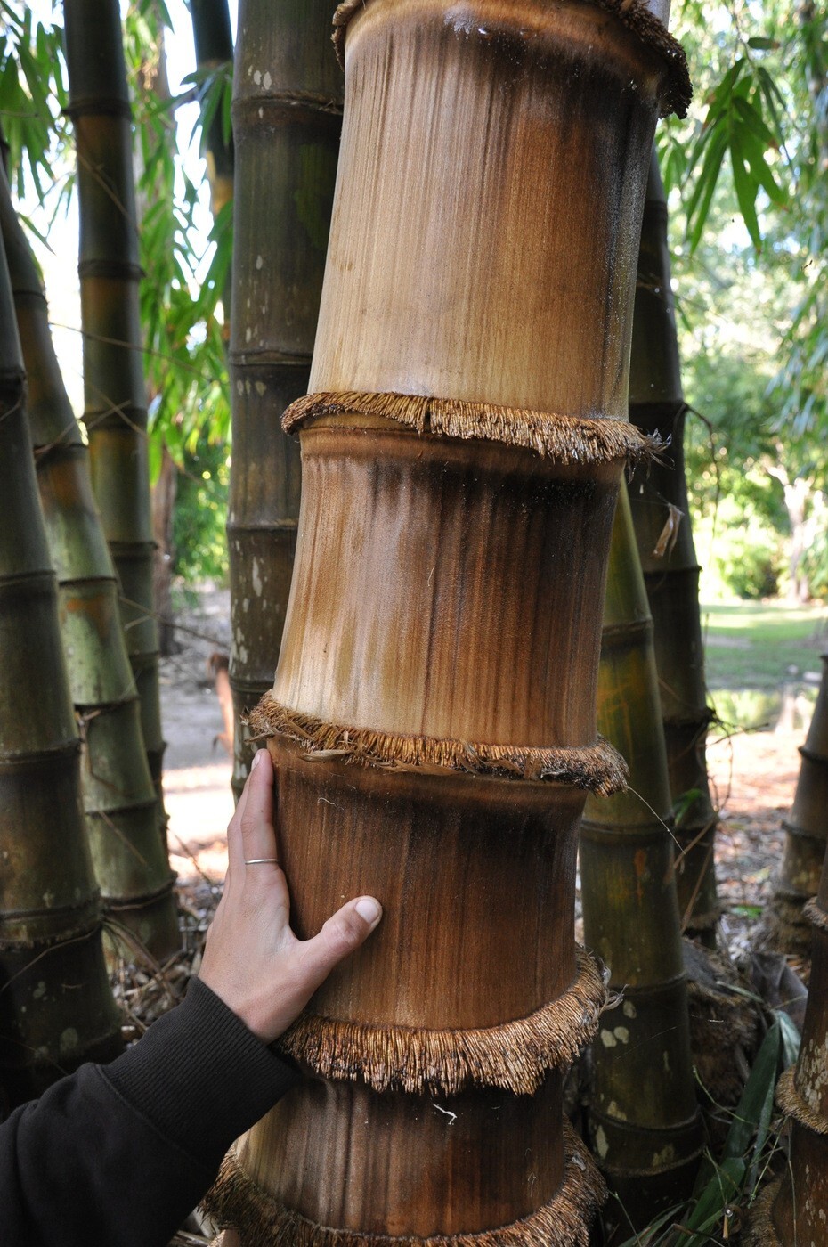 10 ROUGH BAMBOO SEEDS - Dendrocalamus asper gallery