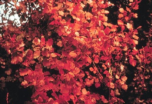 Rhus aromatica AROMATIC SUMAC Shrub Seeds! gallery
