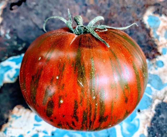 240+ Vintage Wine Striped Tomato Seeds - Beefsteak - Heirloom - HUGE 1 LB - RARE gallery