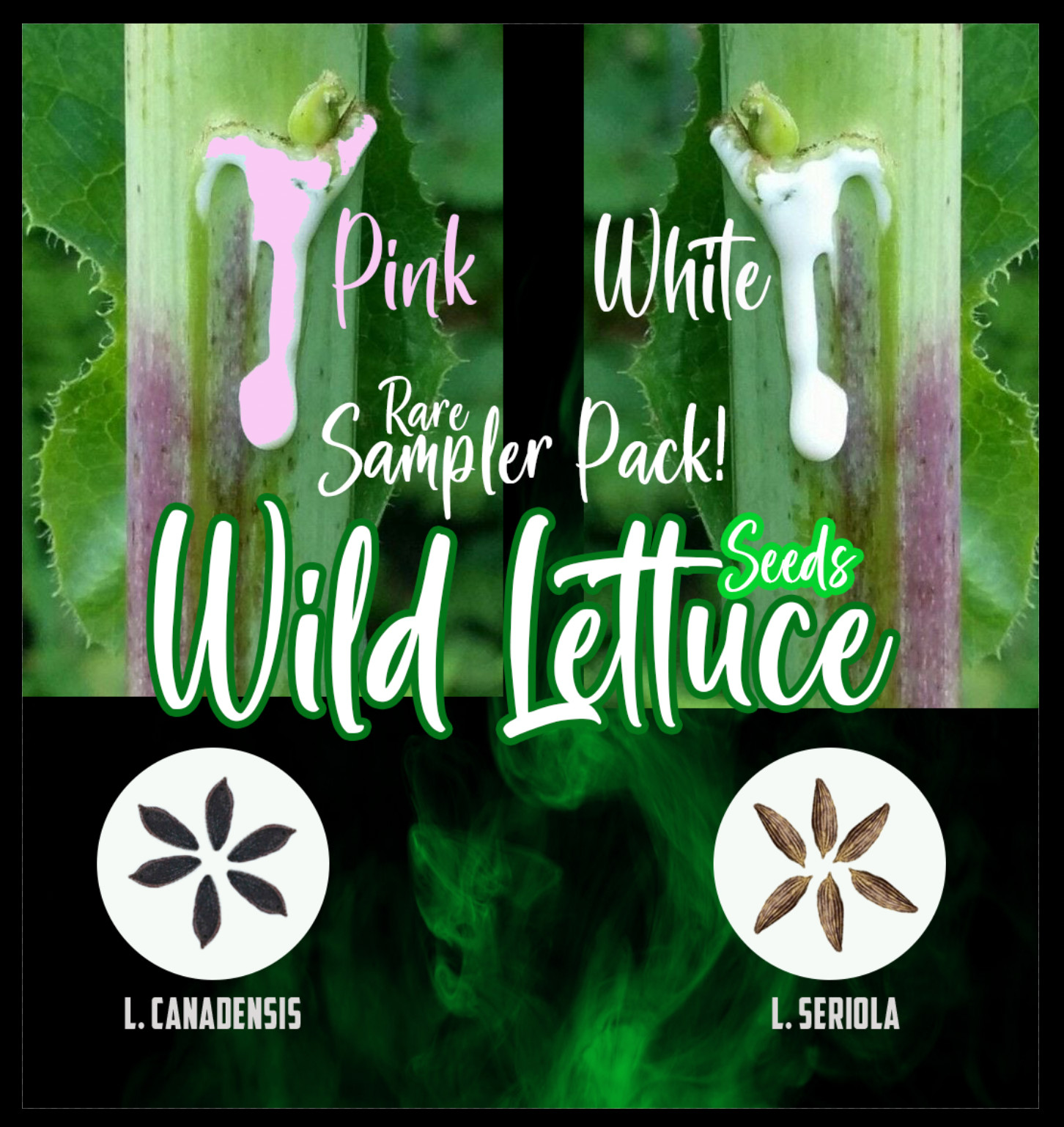 Wild Lettuce Seeds PACK (Lactuca serriola AND canadensis) herb 50+ - USA gallery