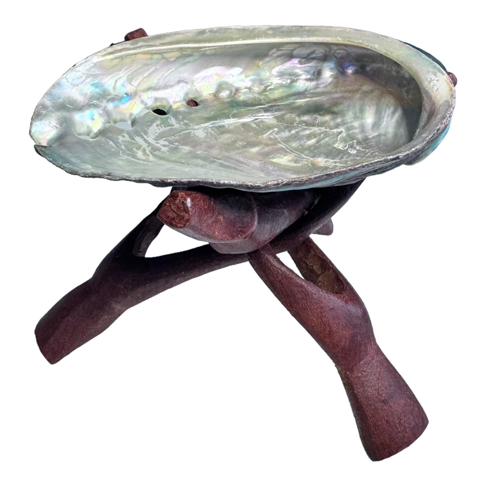 HUGE Abalone Shell & Tripod cobra Stand 6" inchs perfect Burning kit ~ FREE SHIP gallery