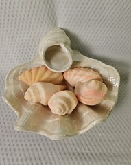 Sea Shell Iridescent Soap Dish EUC With Set Of 4 NEW Sea Shell Soaps