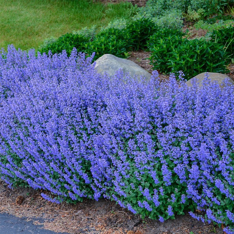 1000+ CATNIP SEEDS - PERENNIAL - BUG REPELLING - NON GMO - HEIRLOOM - HERB gallery