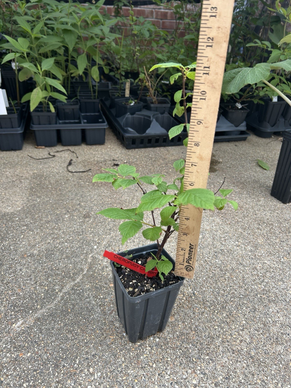 Cheropugy Nanking Bush Cherry (Prunus tomentosa) -1 plant -6-12 in -Edible!!! gallery