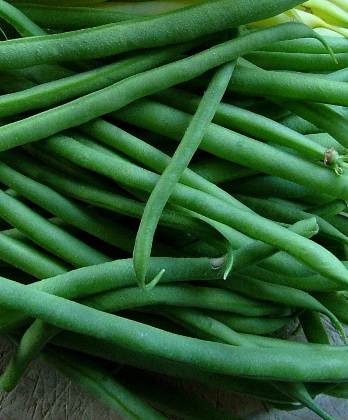 Jade Bush Green Bean Seeds, Stringless, NON-GMO, FREE SHIPPING gallery