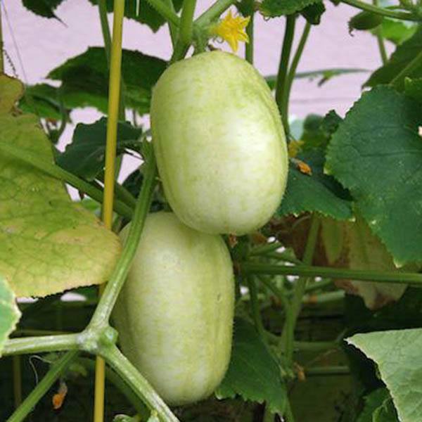 Crystal Apple Cucumber Seeds 20+ Vegetable Garden Heirloom NON-GMO FREE SHIPPING gallery